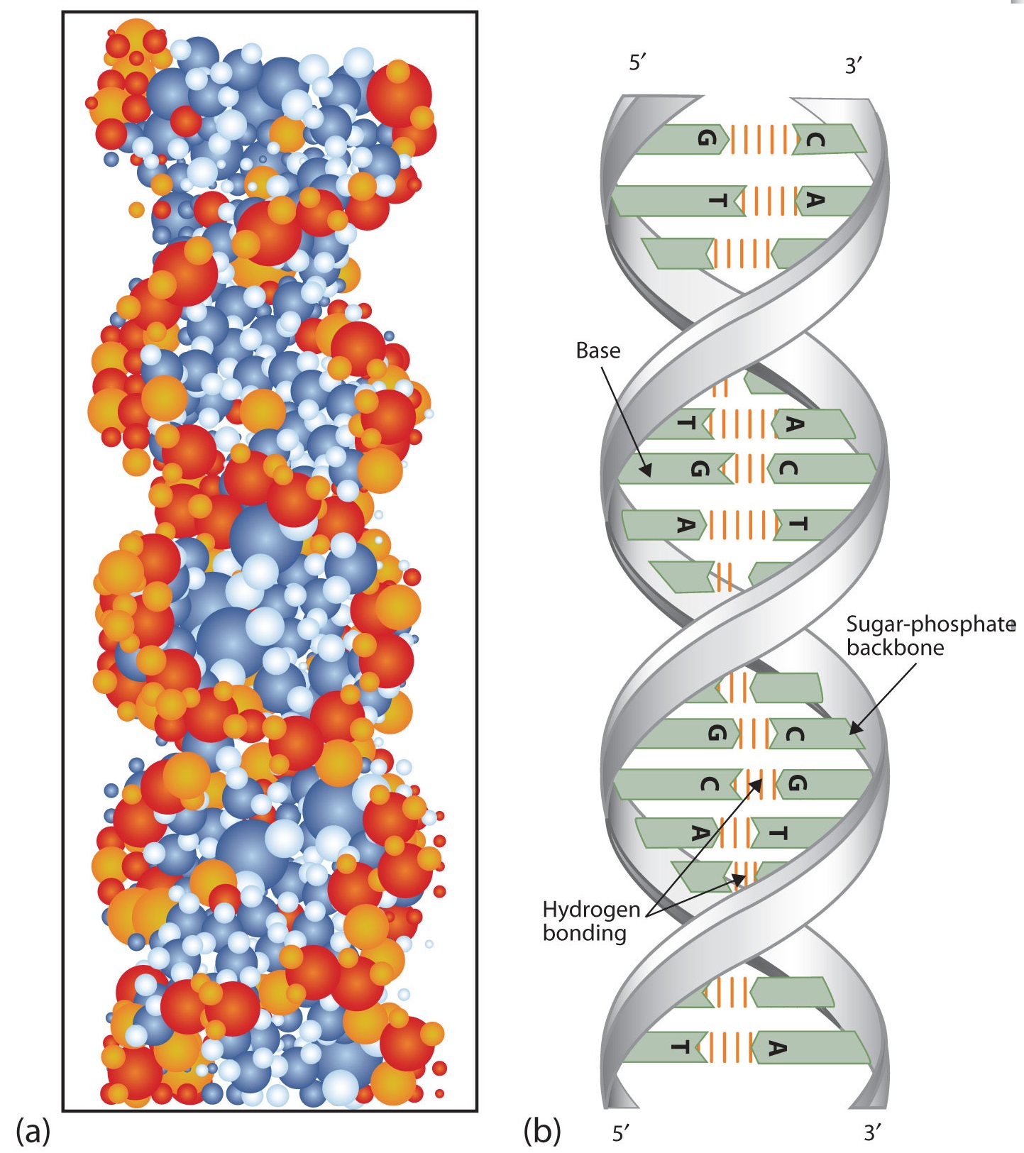 purines and pyrimidines in dna model