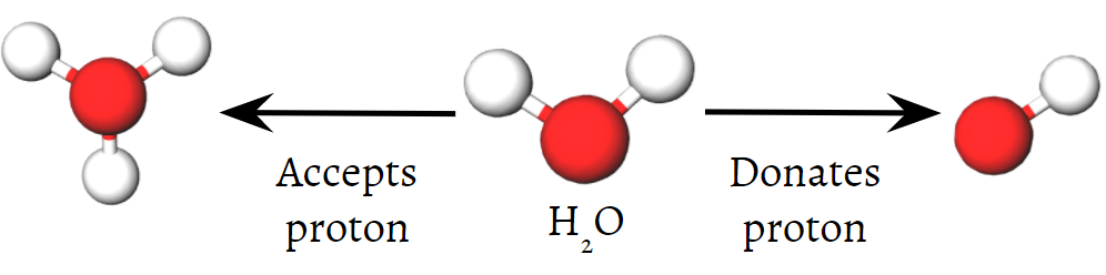 Diagram of the ball and stick model of water. An arrow labeled "accepts proton" points from water to the ball and stick model of hydronium. Another arrow labeled "donates proton" points from water to hydroxide.