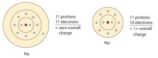 Neutral sodium atom on left has 11 protons and 11 electrons. Sodium ion on right has 11 protons and 10 electrons, with a +1 overall charge.