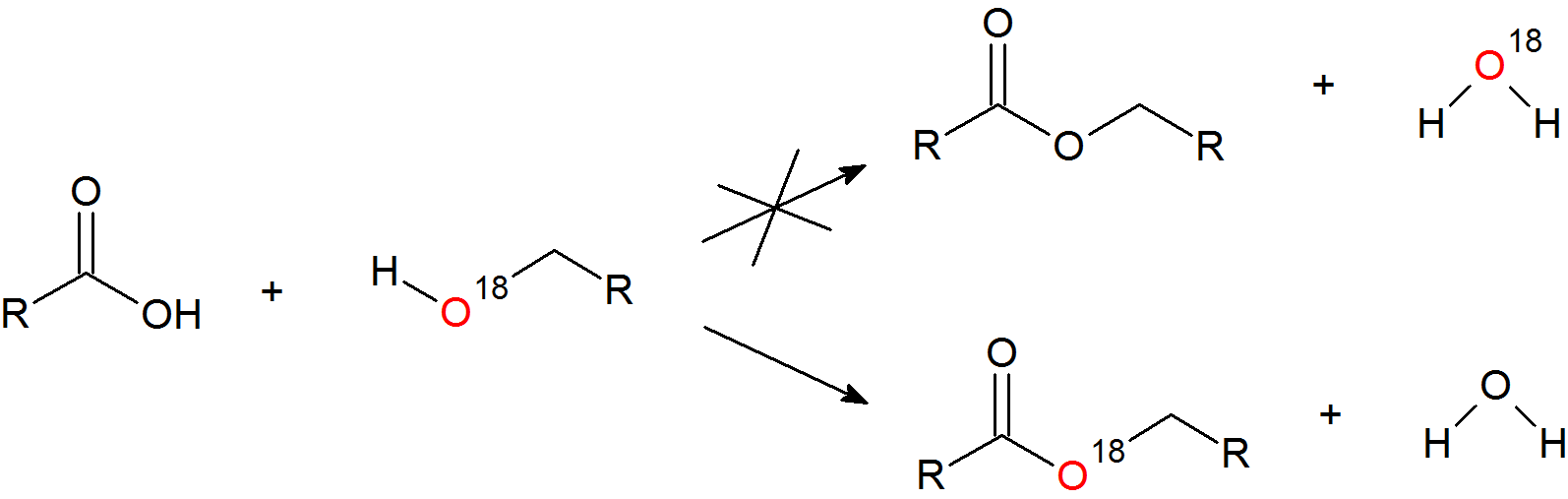 isotope ester.png
