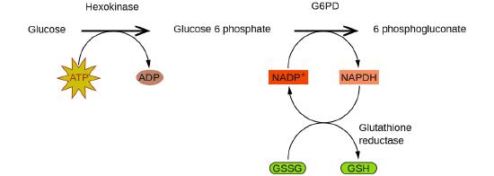 A reaction mechanism is diagrammed in this figure. At the left, the name Glucose is followed by a horizontal, right pointing arrow, labeled, “Hexokinase.” Below this arrow and to the left is a yellow star shape labeled, “A T P.” A curved arrow extends from this shape to the right pointing arrow, and down to the right to a small brown oval labeled, “A D P.” To the right of the horizontal arrow is the name Glucose 6 phosphate, which is followed by another horizontal, right pointing arrow which is labeled, “G 6 P D.” A small orange rectangle below and left of this arrow is labeled “N A D P superscript plus.” A curved arrow extends from this shape to the right pointing arrow, and down to the right to a small salmon-colored rectangle labeled “N A P D H.” A curved arrow extends from this shape below and to the left, back to the orange rectangle labeled, “N A D P superscript plus.” Another curved arrow extends from a green oval labeled “G S S G” below the orange rectangle, up to the arrow curving back to the orange rectangle. This last curved arrow continues on to the lower right to a second green oval labeled, “G S H.” The end of this curved arrow is labeled, “Glutathione reductase.” To the right of the rightmost horizontal arrow appears the name 6 phosphogluconate.