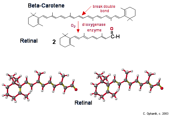 princip Andesbjergene usund Vitamin A: β-Carotene - Chemistry LibreTexts