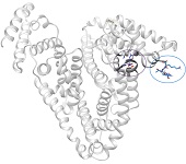 A Molecular Depot: Human Serum Albumin Carries Essential Cu and Zn in Serum