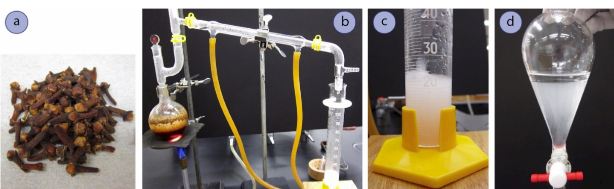 Four images labelled A, B, C, and D. A: pile of whole cloves. B: cloves in boiling liquid heated in a distillation apparatus. C: close-up of distillate, a whitish, chalky fluid. D: separatory funnel with chalky clove distillate at the bottom and clear oil layer on top.