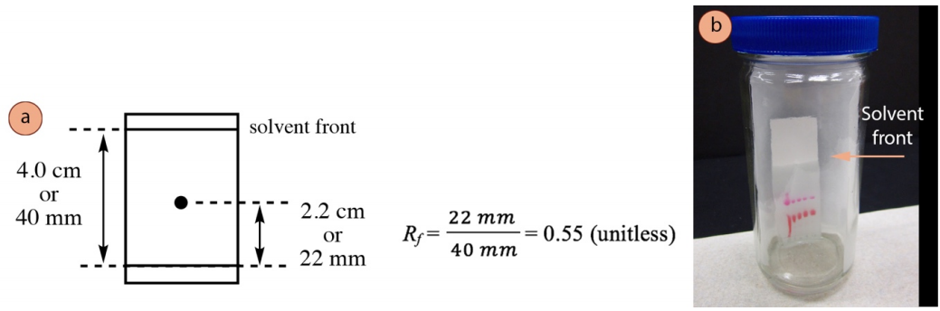 Cálculo de la muestra: El frente de solvente es de 40 milímetros, el Compuesto es de 22 milímetros. El valor de R f es 22 dividido por 40 que es 0.55. El valor R f es sin unidades