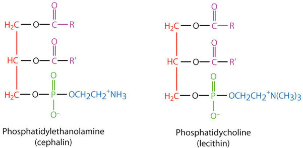 Structural formulas of phosphotidylethanolamine and phosphatidycholine are shown.