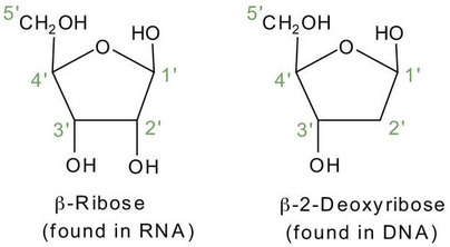 Chemical structures of p-Ribose (RNA) and 2-Deoxyribose (DNA) with labeled carbon and hydroxyl groups.