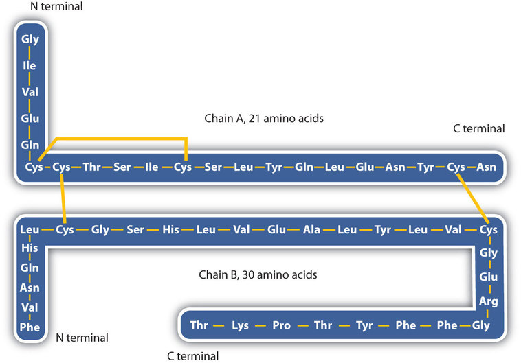 Chain A has 21 amino acids and Chain B has 30 amino acids. 
