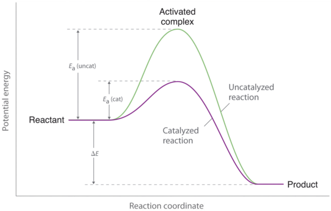 The green line represents the uncatalyzed reaction. The purple line represent the catalyzed reaction . 