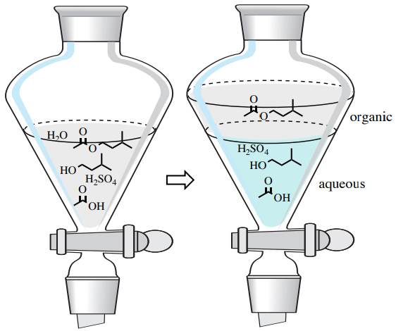 Diagram of extraction. Stage one: products and reactants from previous reaction floating in one liquid layer. Stage 2: new liquid layer added on top with isopentyl acetate. All other molecules remain in the bottom layer.