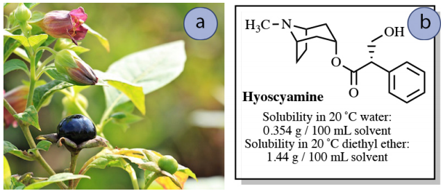  Two images labelled A and B. A: small black berry on bush with white flower. B: molecule labelled "hyoscyamine". Solubility in 20 C water: 0.354 gram /100 milliliter solvent. Solubility in 20 C diethyl ether: 1.44 gram /100 milliliter solvent.