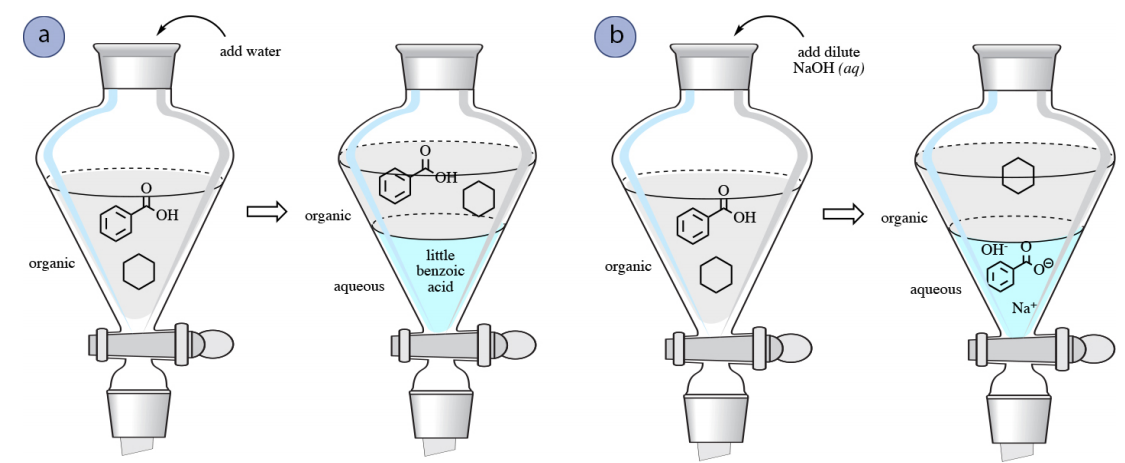 A: Diagrama de un matraz con ácido benzoico y ciclohexano en una capa transparente. Se agrega agua. En el siguiente dibujo, una nueva capa acuosa en la parte inferior se etiqueta como “poco ácido benzoico”. La capa transparente superior contiene ciclohexano y ácido benzoico. B: Diagrama de un matraz con ácido benzoico y ciclohexano en una capa transparente. Se agrega N a O H acuoso diluido. En el siguiente dibujo, anión benzoato, anión hidróxido y catión sodio están en solución en la capa acuosa inferior. El ciclohexano permanece en la capa acuosa superior.