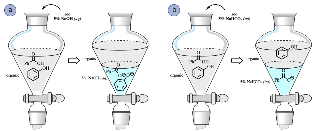  A: First drawing: Flask with single organic layer containing benzoic acid and phenol. 5% aqueous sodium hydroxide is added. Second drawing: Flask with two layers. Top organic layer is empty. Bottom aqueous layer with 5% sodium hydroxide contains benzoate anion and phenolate. B: First drawing: Flask with single organic layer containing benzoic acid and phenol. 5% aqueous sodium bicarbonate is added. Second drawing: Flask with two layers. Top organic layer contains phenol. Bottom aqueous layer contains benzoate.
