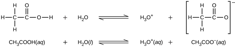 This image contains two equilibrium reactions. The first shows a C atom bonded to three H atoms and another C atom. The second C atom is double bonded to an O atom and also forms a single bond to another O atom. The second O atom is bonded to an H atom. There is a plus sign and then the molecular formula H subscript 2 O. An equilibrium arrow follows the H subscript 2 O. To the right of the arrow is H subscript 3 O superscript positive sign. There is a plus sign. The final structure shows a C atom bonded the three H atoms and another C atom. This second C atom is double bonded to an O atom and single bonded to another O atom. The entire structure is in brackets and a superscript negative sign appears outside the brackets. The second reaction shows C H subscript 3 C O O H ( a q ) plus H subscript 2 O ( l ) equilibrium arrow H subscript 3 O ( a q ) plus C H subscript 3 C O O superscript negative sign ( a q ).