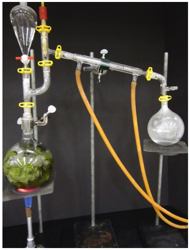  Steam distillation setup with Claisen adapter. Mint leaves are visible in the distillation flask.