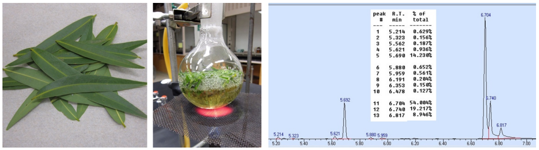  A: Bay leaves. B: Bay leaves in boiling water in distilling flask. C: G C spectrum of bay leaf distillate.