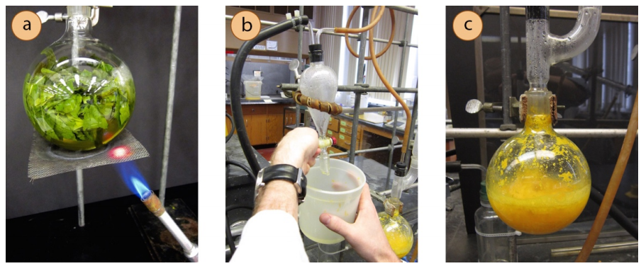  A: Plant matter in water in a distilling flask with a Bunsen flame underneath. B: Water being drained from a steam trap. C: Distilling flask with orange rind in heated suspension. 