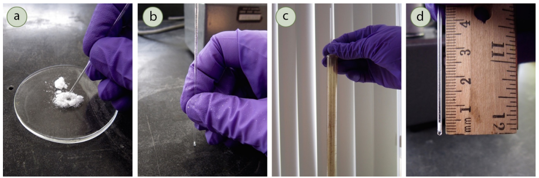  A: Tapping white powder into a capillary tube. B: Closeup of capillary tube with white powder inside. C: Inserting the capillary tube into a longer glass tube. D: Capillary tube with white powder held against rule. The height of the white powder reaches 4 millimeter