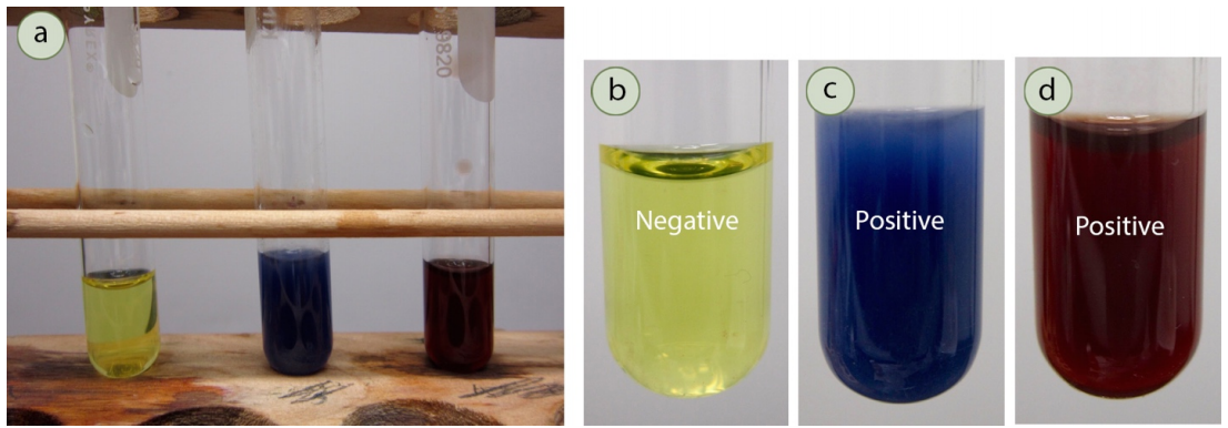 Phenol Test: Negative result is yellow, positive result is blue or red