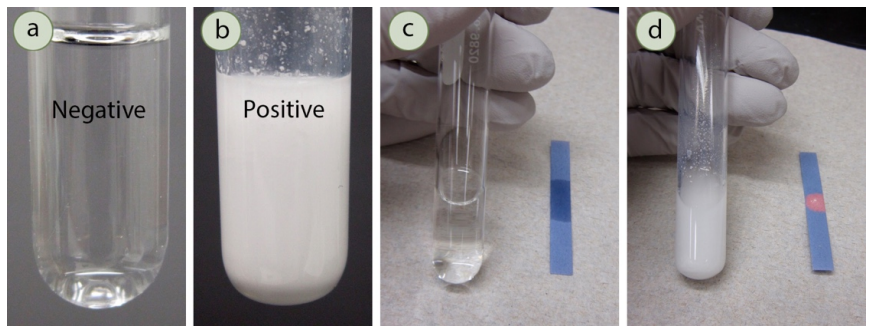 Silver Nitrate Test: Negative result is clear solution, positive result is precipitate