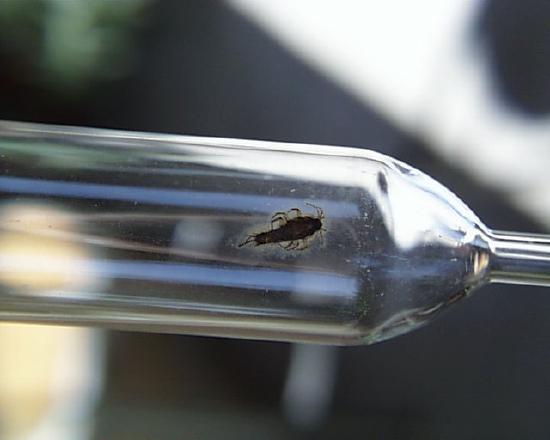 Silverfish inside of a volumetric pipet.