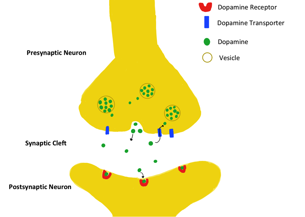 Dopamine Synapse