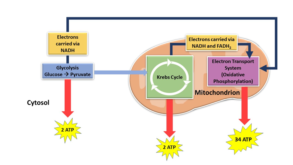 Most ATP is synthesized in the Mitochondria at the electron transport system