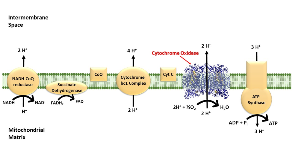The five complexes of the electron transport system are shown, where cytochrome c oxidase is the fourth complex and the terminal enzyme.