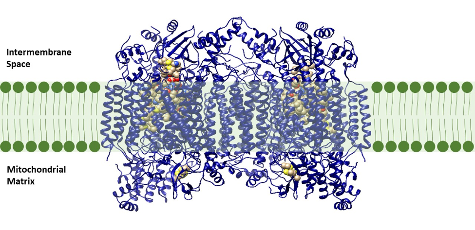 Ribbon depiction of Cytochrome c oxidase