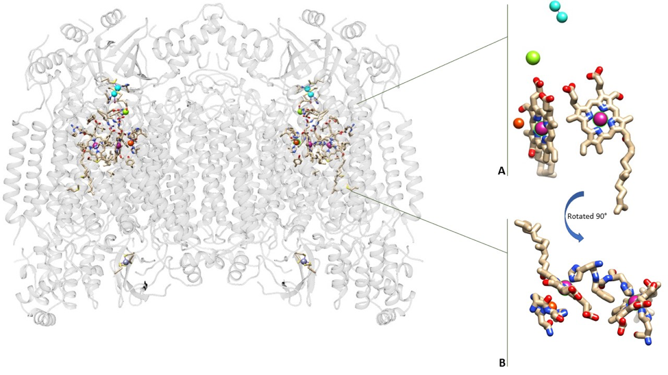 SRibbon depiction of cytochrome c oxidase with electron transport centers highlighted and shown enlarged in insets.