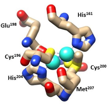 The structure of the CuA1 and CuA2 site.