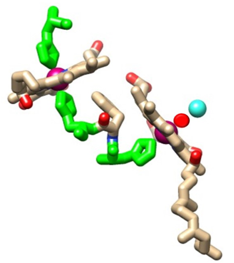 The proximity and structures of the metals centers in cytochrome oxidase is shown.
