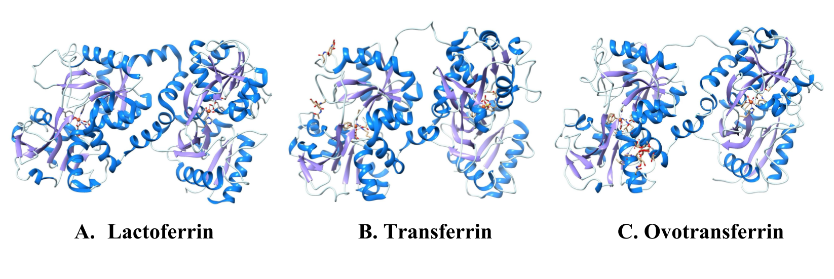 StructuralComparisonOfProteinsInTheTransferrinFamily.png