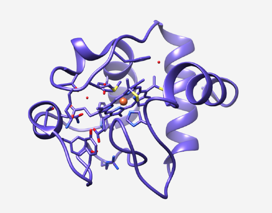 CytochromeCRibbonStructure.png