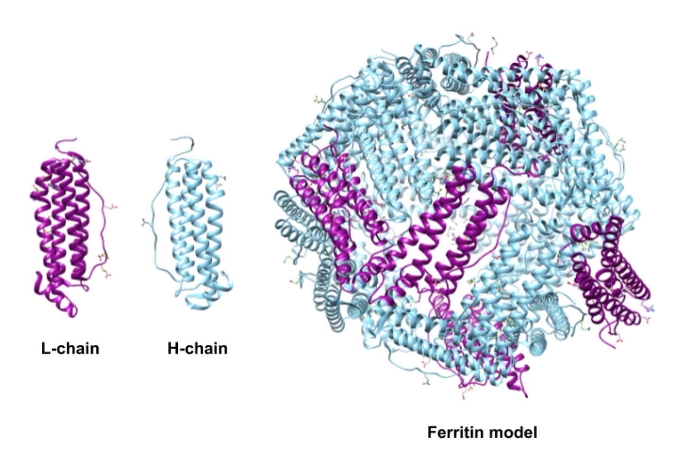 H (heavy) and L (light) subunits of ferritin, H subunits are shown in purple, and L subunits are shown in light blue