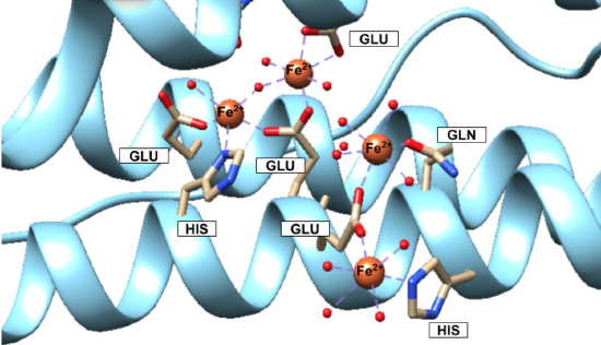 Close up of H-chain ferritin showing the ferrioxidase center where iron binds initially; shown are 4 iron(II) ions coordinated by the amino acids Gln, His, Glu and water. 