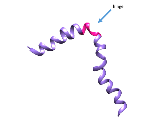 Ribbon structure of dermcidin monomer, highlighting the helix-hinge-helix motif