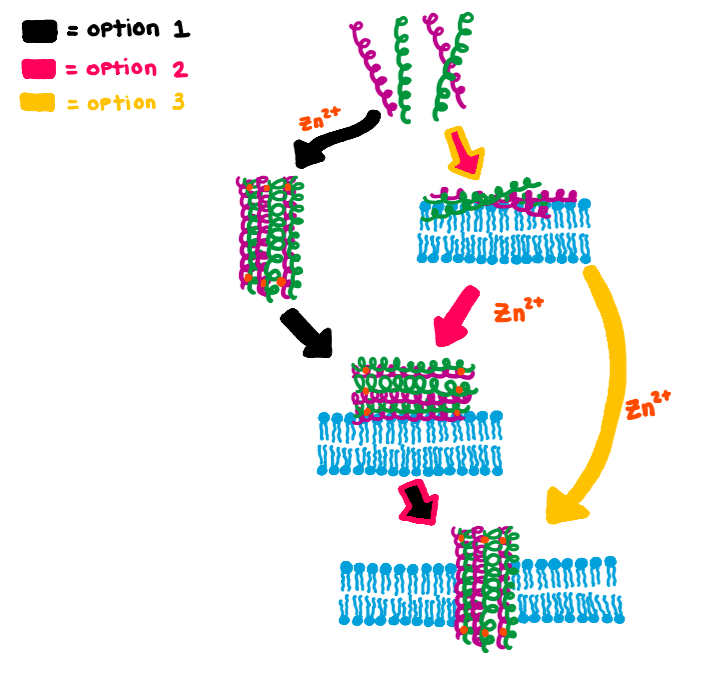 Three possible pathways are shown for the mechanism dermcidin's insertion into the bacterial membrane