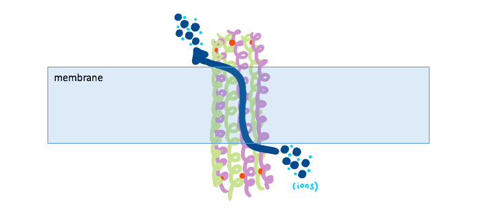 Cartoon of dermcidin imbedded in a bacterial membrane, with a blue arrow showing the pathway of ion transport from inside to outside of the membrane