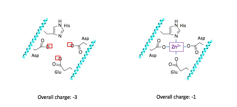 Figure showing the zinc binding site and reflecting the change in overall charge of the complex as zinc binds