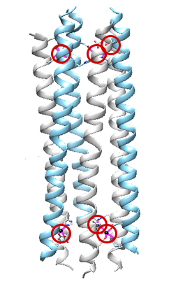 Picture of dermcidin channel with 6 bound Zn ions circled in red; this picture is shown to demonstrate how the chelate effect applies to this system