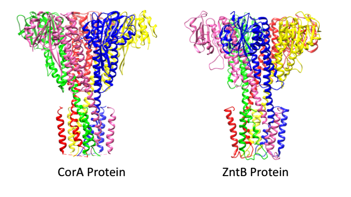 Vertical comparison of ZntB proteins and CorA proteins