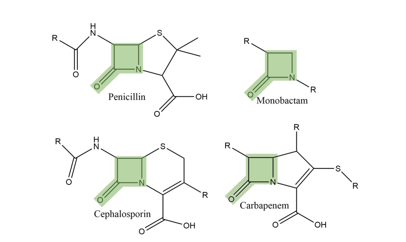 Structures of various beta-lactam classes, with the charactaristic heterocyclic ring highlighted in green