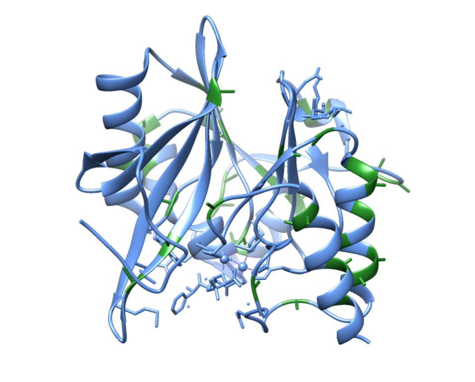 NDM-1 with alanine residues highlighted in green
