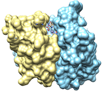 NDM-1: Metallobetalactamases (MBLs) and Antibiotic Resistance