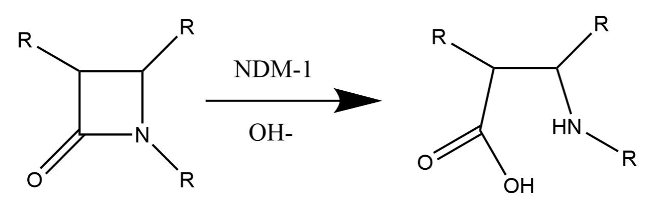 General beta-lactam ring being hydrolyzed by a nucleophilic water molecule that has been activated by the metal ions in the active site of NDM-1