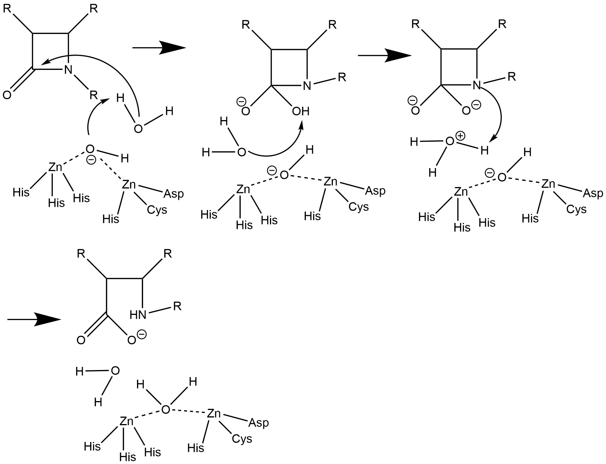 One proposed mechanisms of the hydrolysis of beta-lactam antibiotics by the zinc ions and nucleophilic water molecule present in the active site of NDM-1.
