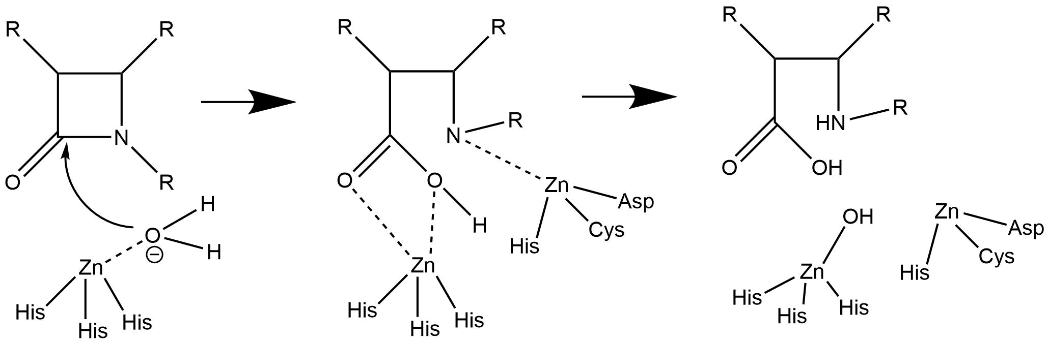 Second proposed mechanism for the hydrolysis of beta-lactam antibiotics by the zinc ions and nucleophilic water molecule present in the active site of NDM-1.