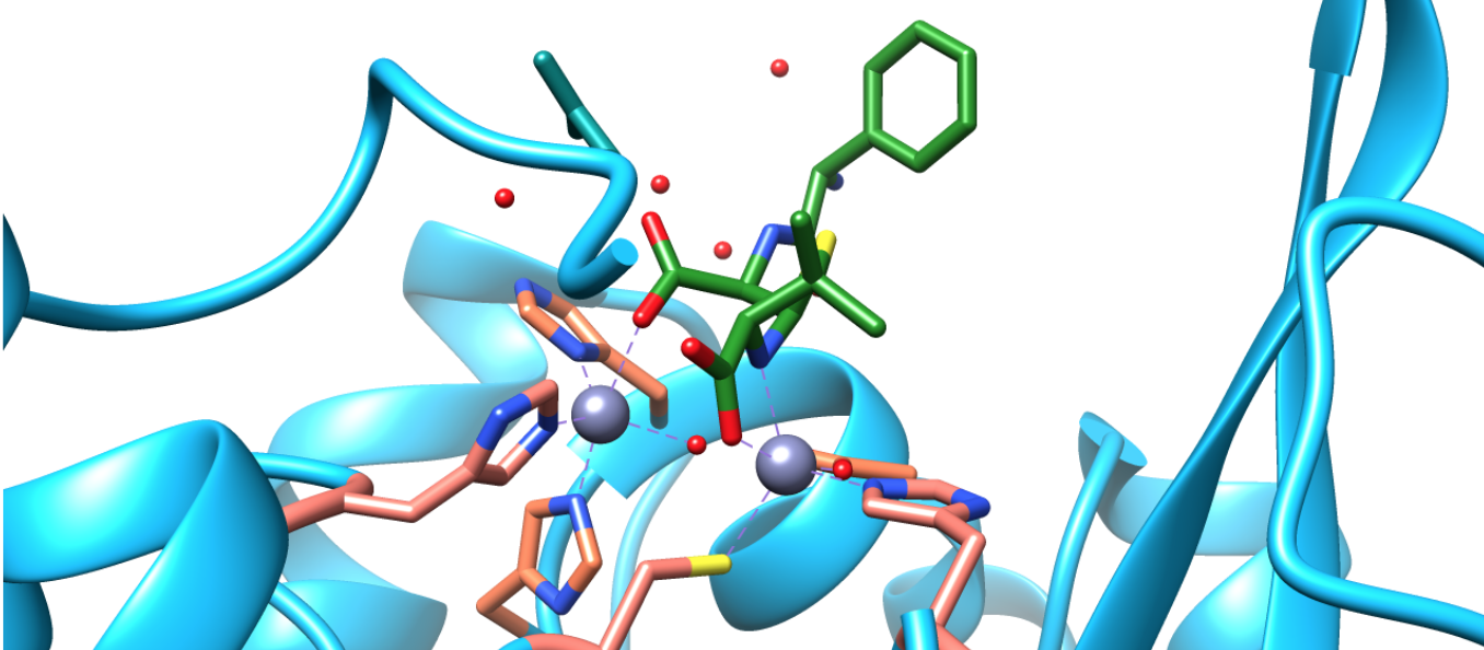 Crystal structure showing hydrolyzed ampicillin in green coordinated to NDM-1's active site