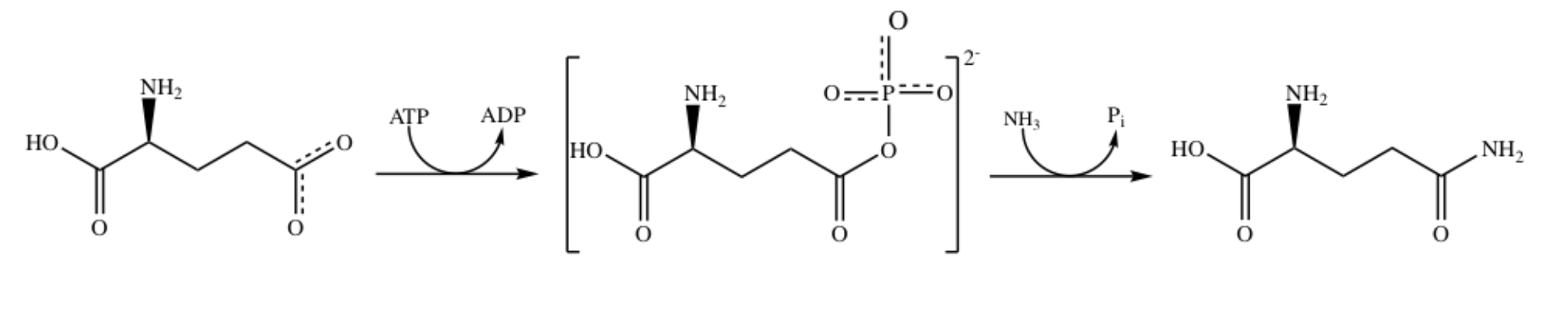 Proposed two step mechanism for the synthesis of glutamate and ammonia to yield glutamine.